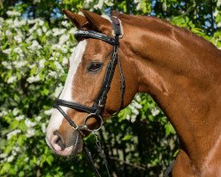 dressage horse Gran Chaco (Westphalian, 1998, from Gracioso)