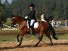 dressage horse Megan 13 (unknown, 2006)