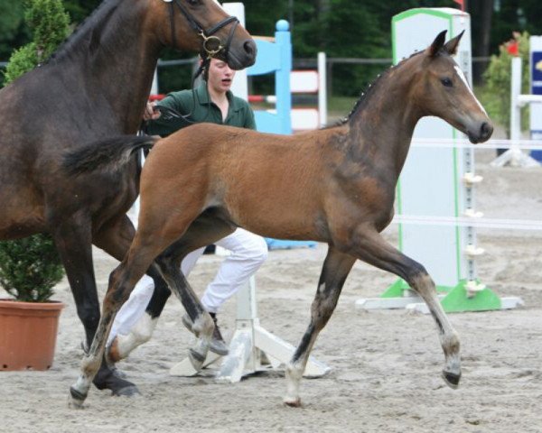 dressage horse Deja Rieur (Zweibrücken, 2011, from Deja Vu)