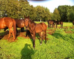 broodmare Dusty (Hanoverian, 2015, from Dante Weltino Old)