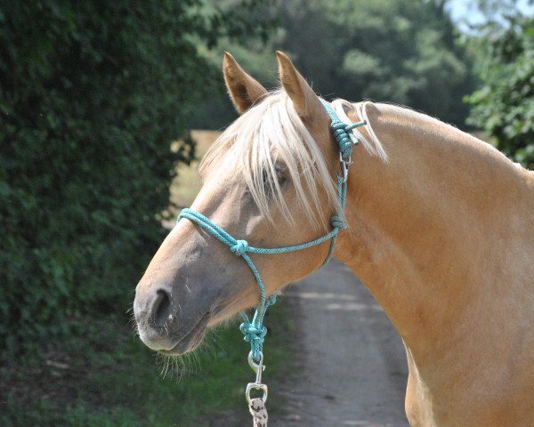 dressage horse Don Everglade (German Riding Pony, 2011, from Day of Future 2)
