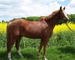 horse Florahof's Apollo (Nederlands Welsh Ridepony, 1998, from Morgenland's Andor)