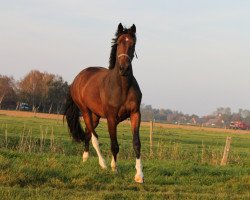 broodmare Brenda N (Holsteiner, 2009, from Caretino)