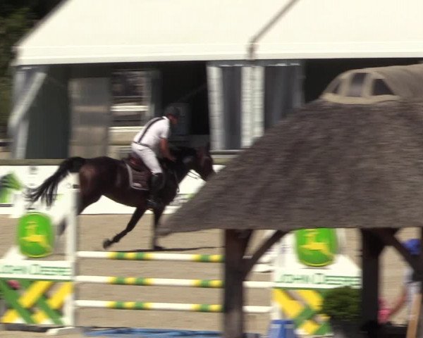 Gold +Cyclus Jonge Paarden in Lier (BEL) 2020