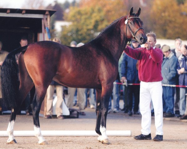 stallion Cosmo (Holsteiner, 2003, from Caretino)