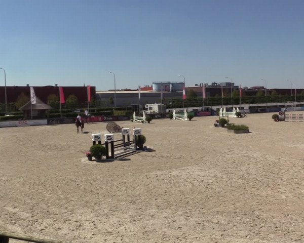 Gold +Cyclus Jonge Paarden in Lier (BEL) 2020