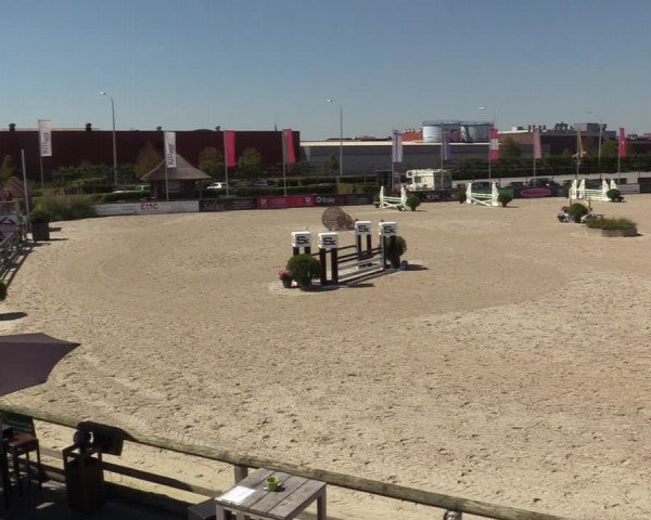 Gold +Cyclus Jonge Paarden in Lier (BEL) 2020