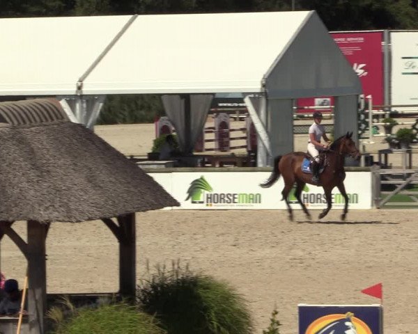 Gold +Cyclus Jonge Paarden in Lier (BEL) 2020