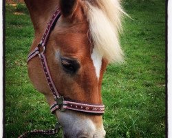 dressage horse Juana 13 (Haflinger, 2004, from Nachtmann (6,25% ox))