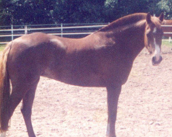 Zuchtstute Downland Celendine (Welsh Pony (Sek.B), 1985, von Downland Chevalier)