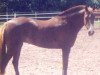 Zuchtstute Downland Celendine (Welsh Pony (Sek.B), 1985, von Downland Chevalier)