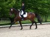 dressage horse Hokuspokus DM (Trakehner, 1993, from Kostolany)