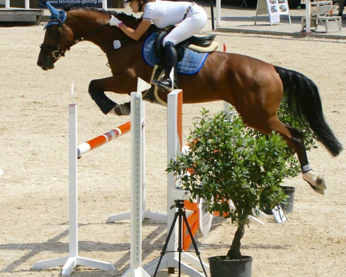 Springpferd Celenta Cr (Deutsches Reitpferd, 2009, von Catcher)