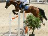 jumper Celenta Cr (German Warmblood, 2009, from Catcher)