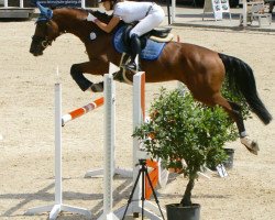 jumper Celenta Cr (German Warmblood, 2009, from Catcher)