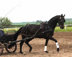 broodmare Luxus Queen (Mecklenburg, 2006, from Luxor v. Ganschow)