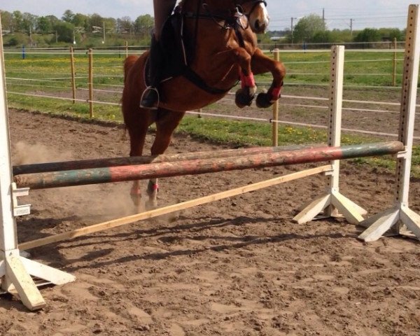 dressage horse Karlotta (German Riding Pony, 2009, from Merlin)