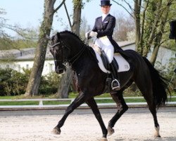 dressage horse Don Pedro (Finnish Warmblood, 2004, from Don Primero)