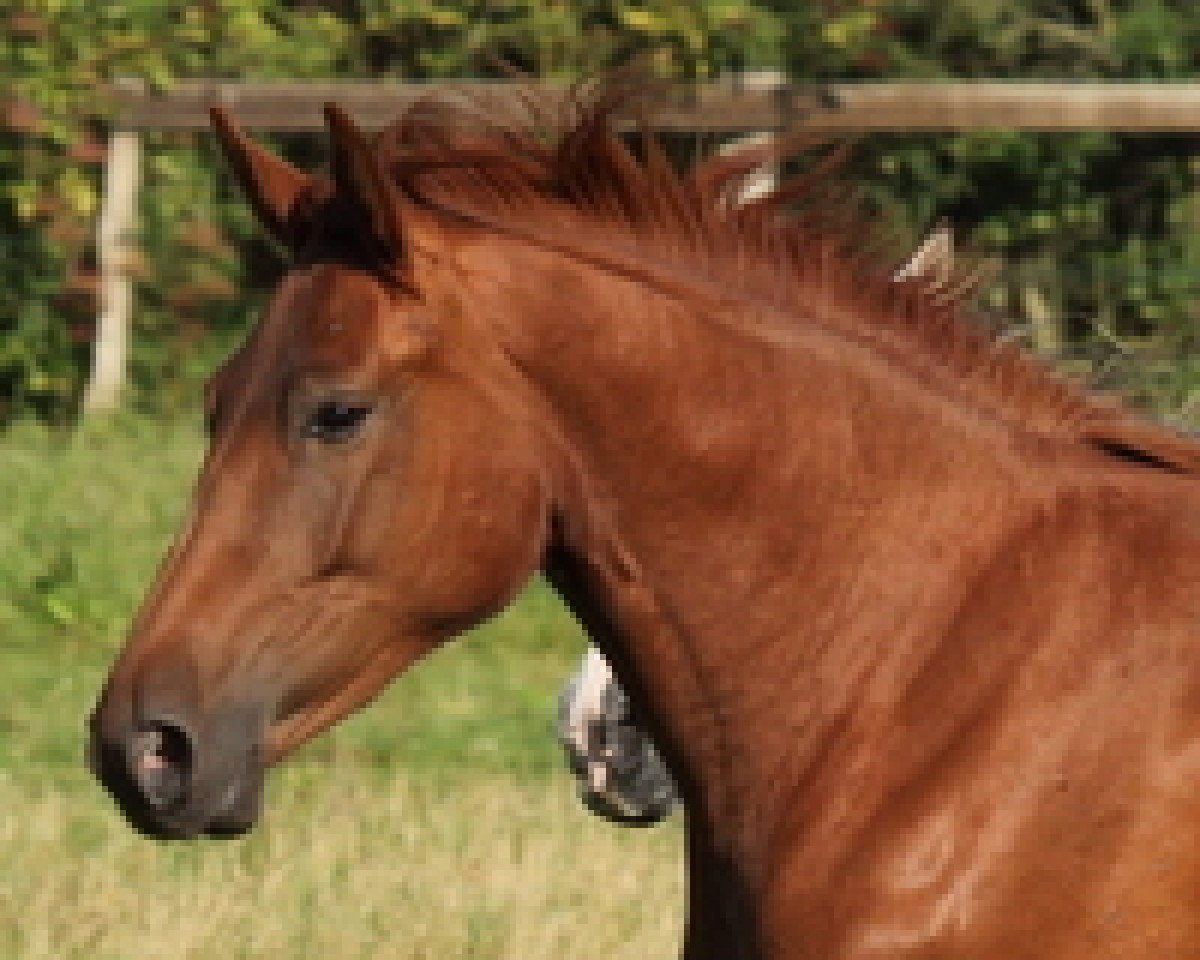 Zuchtstute Nayall (Holsteiner, 2012, von Nabab de Rêve)