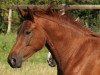 broodmare Nayall (Holsteiner, 2012, from Nabab de Reve)