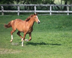 broodmare Goldfeverin (Holsteiner, 2012, from Goldfever 3)