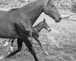 Springpferd Gregory 105 (Westfale, 2015, von Gaillard de La Pomme)