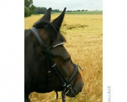 dressage horse Grasmücke 6 (Westphalian, 2001, from Gralshüter)