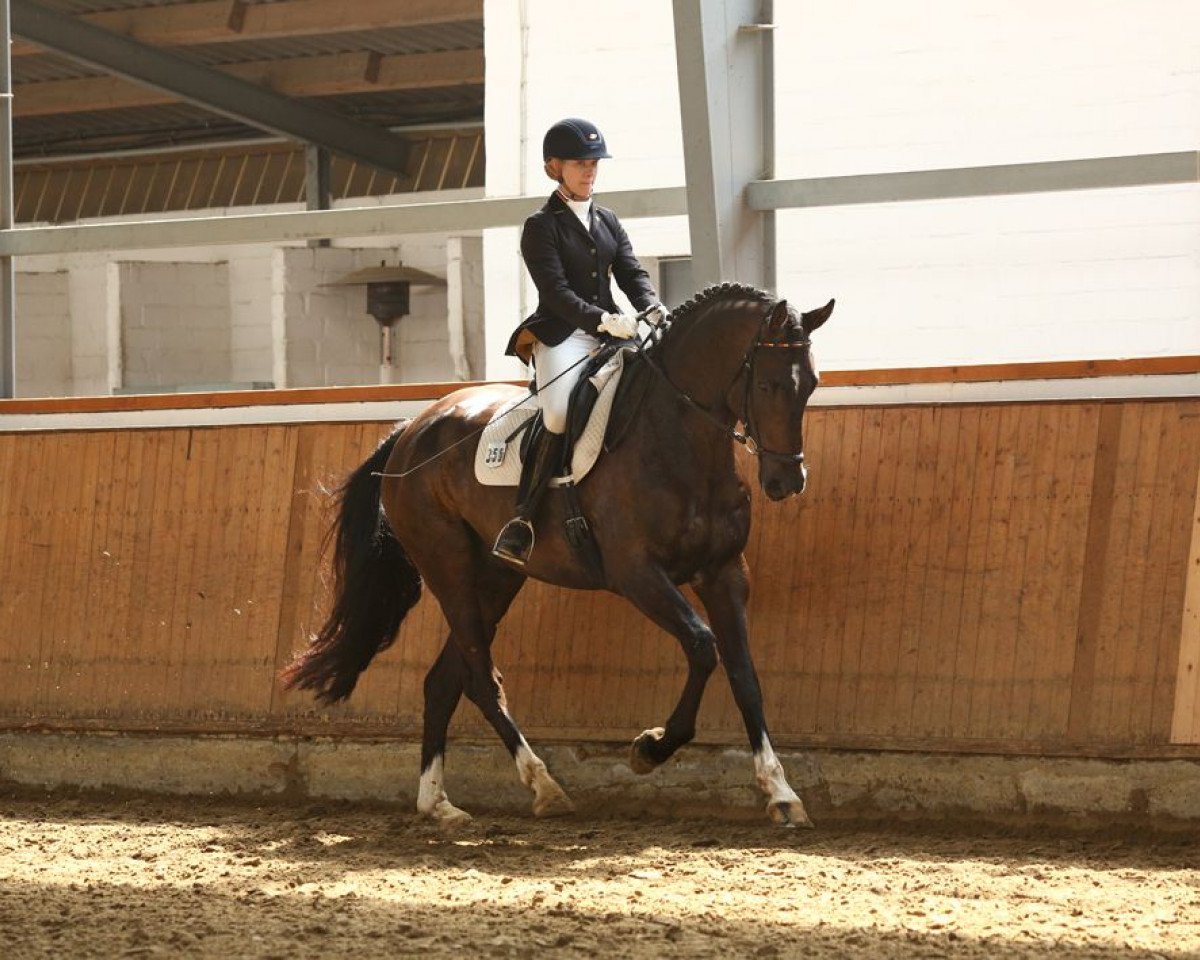 dressage horse Christopher Robin 6 (Hanoverian, 2011, from Christ)