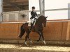 dressage horse Christopher Robin 6 (Hanoverian, 2011, from Christ)