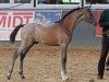 Springpferd Ayman 7 (Arabisches Halbblut / Partbred, 2010, von Al Ashar Ox)