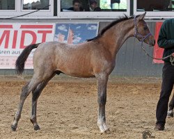 jumper Ayman 7 (Arab half breed / Partbred, 2010, from Al Ashar Ox)