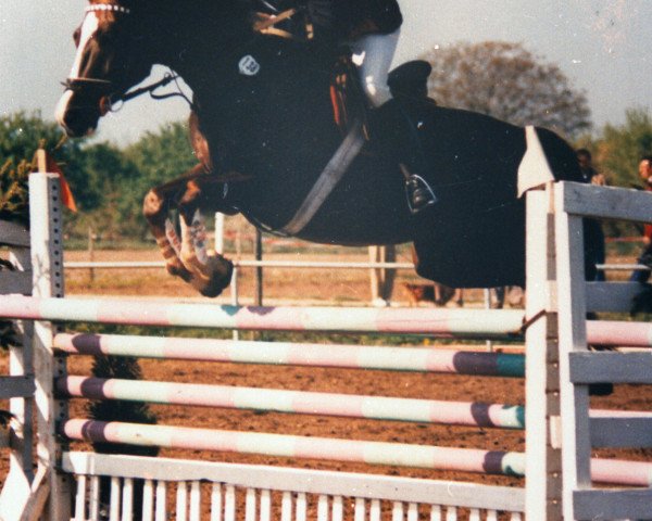 horse Grat (Trakehner, 1981, from Ralf Mo 1087)