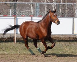 Zuchtstute Colina (Trakehner, 2006, von Pricolino)