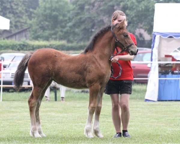 broodmare Cornwalls Lucy Lectric (Welsh-Cob (Sek. D), 2015, from Gwynfaes Orig)