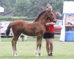 Zuchtstute Cornwalls Lucy Lectric (Welsh-Cob (Sek. D), 2015, von Gwynfaes Orig)