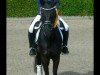 dressage horse Royal Black Jack (German Riding Pony, 2006, from Renoir)