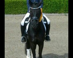 dressage horse Royal Black Jack (German Riding Pony, 2006, from Renoir)