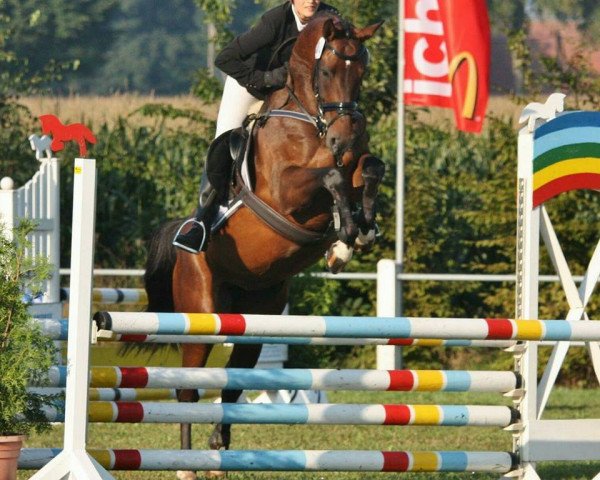 dressage horse Calina 101 (Hanoverian, 2010, from Commodor)