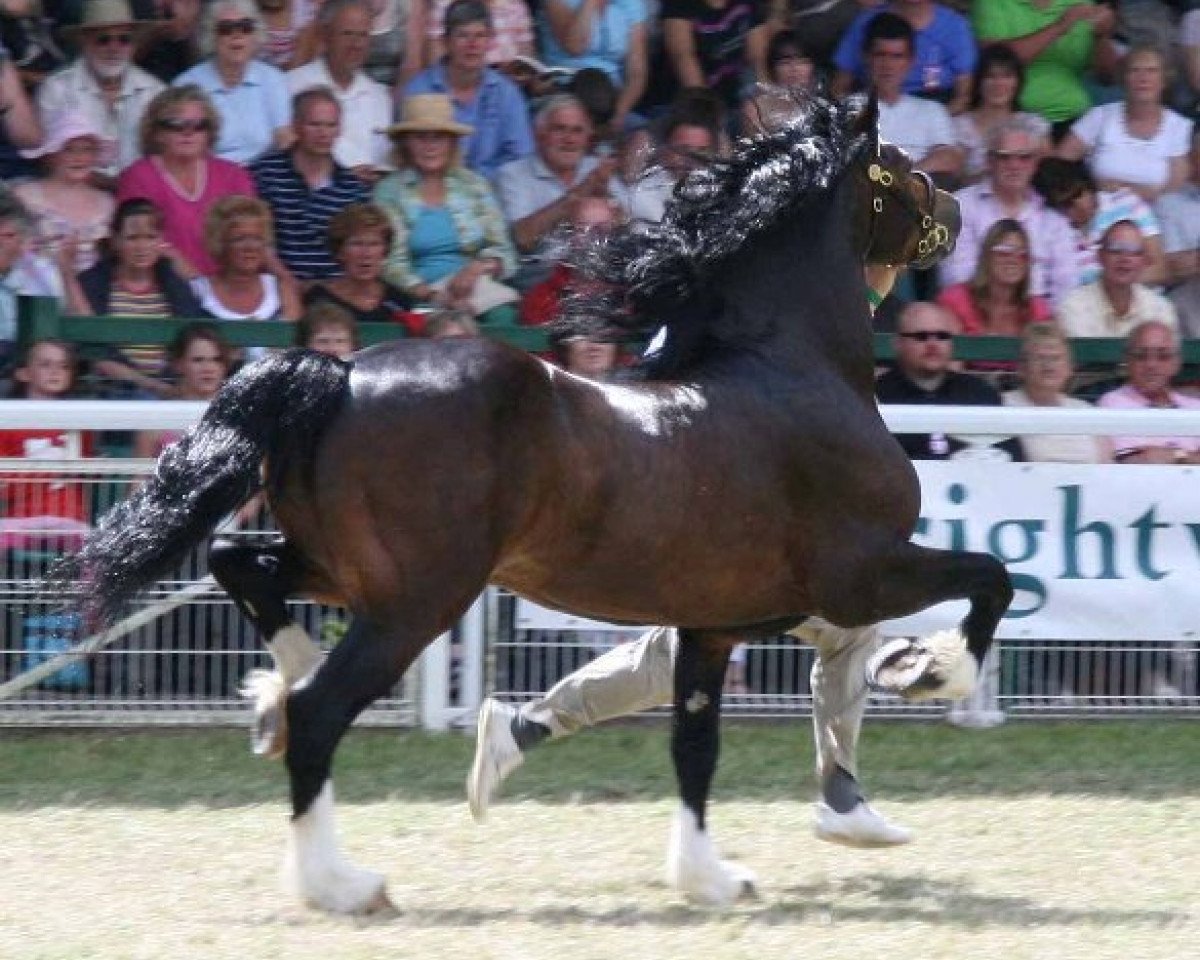 Deckhengst Gwynfaes Culhwch (Welsh-Cob (Sek. D), 1997, von Crugybar Mabon)
