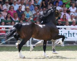 stallion Gwynfaes Culhwch (Welsh-Cob (Sek. D), 1997, from Crugybar Mabon)