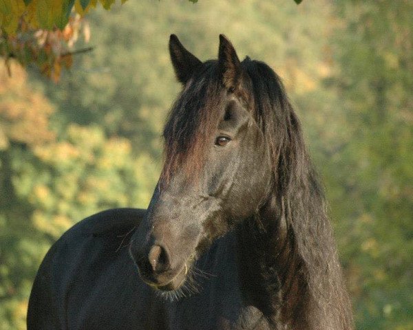 dressage horse Tjibbe 3 (Friese, 2003)
