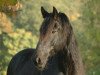 dressage horse Tjibbe 3 (Friese, 2003)