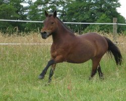 Pferd Shakira (Dt.Part-bred Shetland Pony, 2002, von Adjudant)