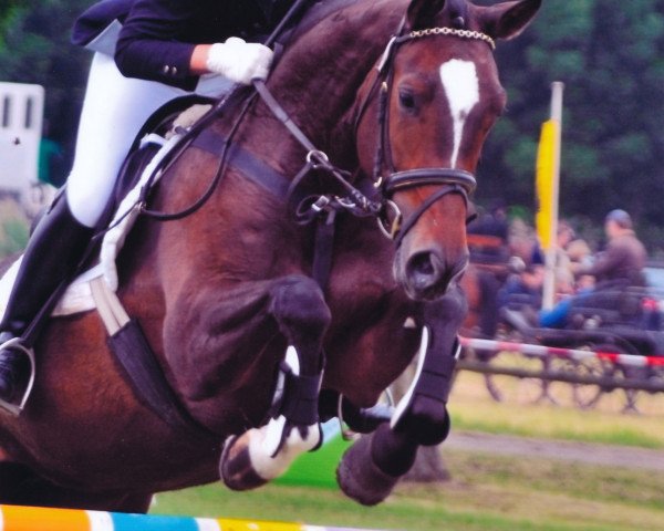 Zuchtstute Elfenliebe (Trakehner, 2001, von Scharahnanduc)