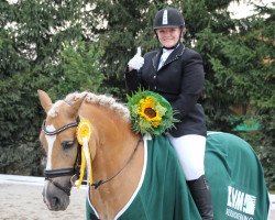 dressage horse Akyra (Haflinger, 2002, from Alpenstern)