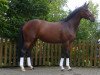 broodmare Quintessa (Hanoverian, 2010, from Quintender 2)