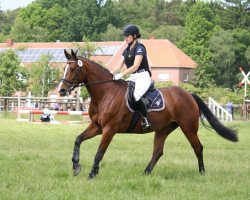 Springpferd Baghira 86 (Holsteiner, 2009, von Cristo)