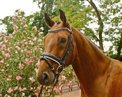 dressage horse Belucci 7 (Oldenburg, 2010, from Blue Hors Bentley)