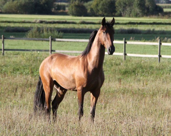 Pferd Amado (Pura Raza Espanola (PRE), 2011)