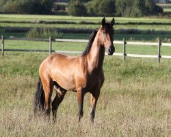 Pferd Amado (Pura Raza Espanola (PRE), 2011)